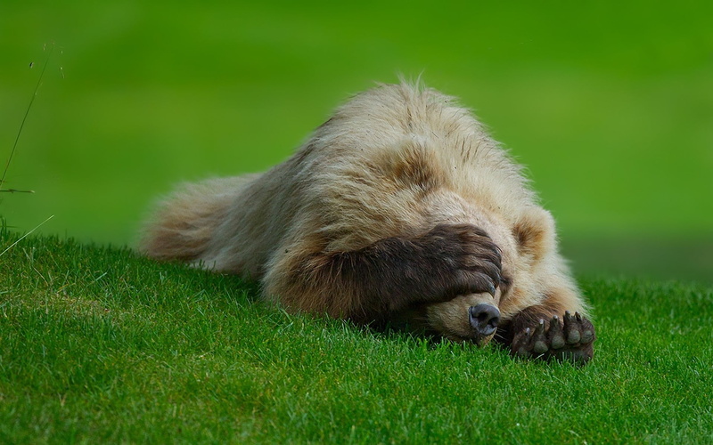animal themes, fur, animal wildlife, cat, animal head, sleeping, land, close-up, animals In The Wild, forest, animal, 1080P, field, looking, brown, lie