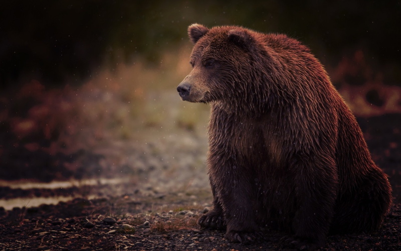 Brown, Bear, 1080P, Sit, Wet