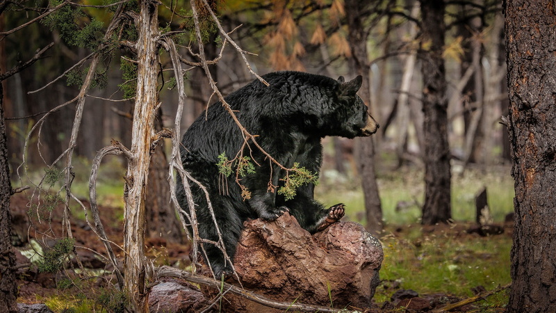 bear, nature, focus on foreground, trunk, one animal, tree trunk, forest, vertebrate, animals in the wild, tree, animal themes, no people, outdoors, animal