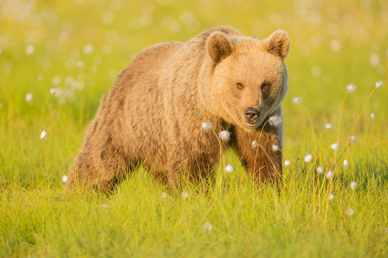 walk, day, selective focus, mammal, alaska - Usa State, field, animals In The Wild, brown Bear, bear, brown, fur, vertebrate, carnivore, danger, wildlife