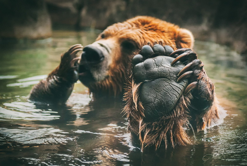 brown, bear, paw, 1080P, swimming