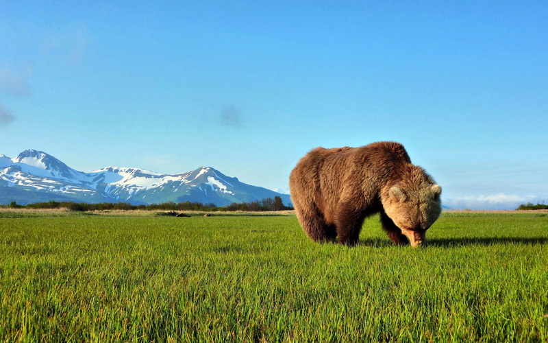 sky, summer, field, mountain, one animal, animal, animals In The Wild, blue, grizzly, brown, canada, plant, walk, wildlife, pasture, alberta, grass, animal themes