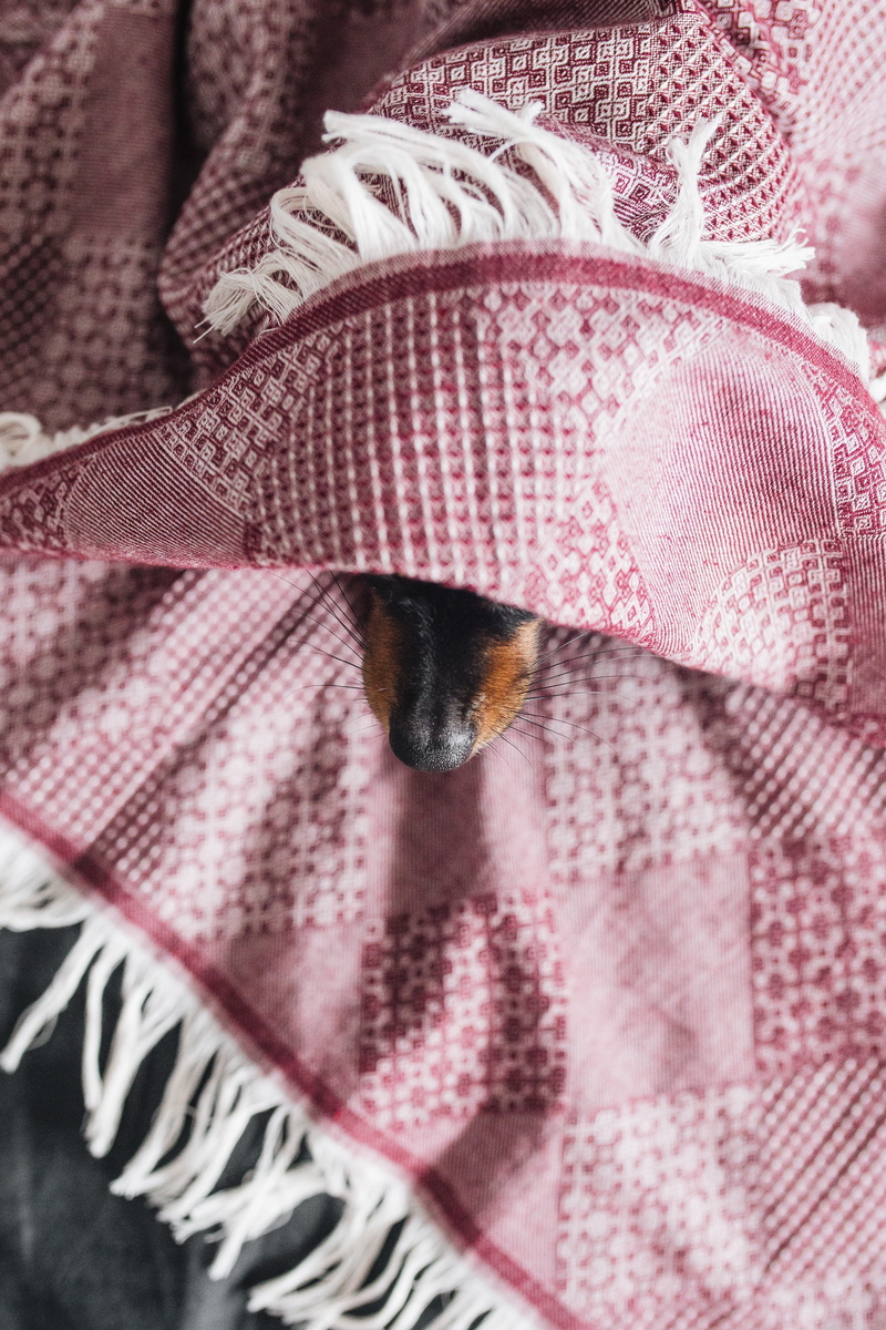 close-up, domestic animals, canine, real, puppy, clothing, portrait, sad, animal, pink color, cosy, cold, pet, pets, courage, one animal, animal body part