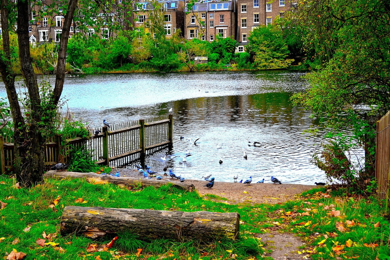 lake, built structure, leaf, liquid, green color, color, growth, fresh, organic, 1080P, design, group of animals, sun, building exterior, vertebrate, blue