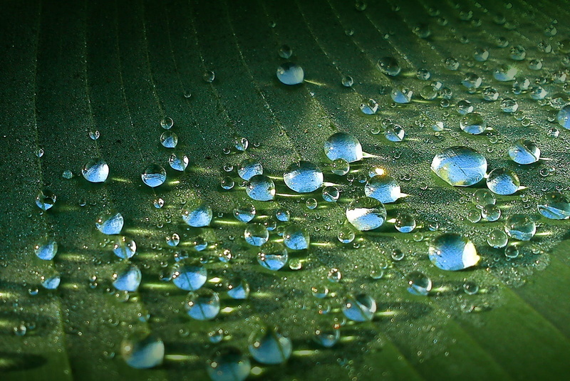 pattern, green Color, day, Leaf, plant part, selective focus, blue, nature, backgrounds, close-up, nature Backgrounds, no People, full frame, Banana Tree