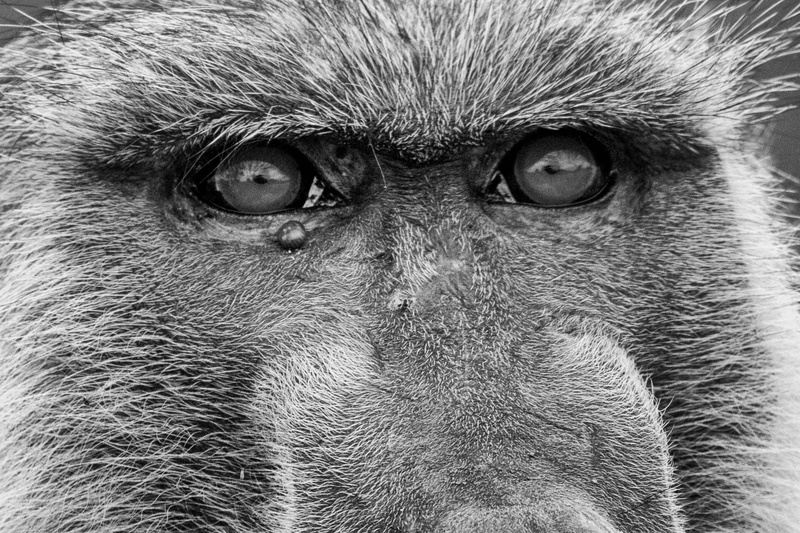 safari, baboon, primate, full frame, wildlife, animal body part, Baboons, important, animal wildlife, animal, no people, animals In The Wild, backgrounds