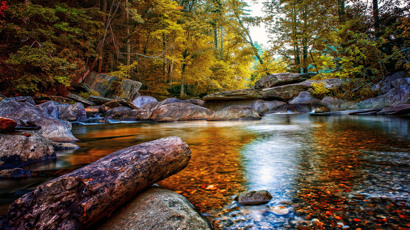 tree, rock - object, non-urban scene, flowing water, tranquility, forest, flowing, stream - flowing water, river, idyllic, water, rock, tranquil scene