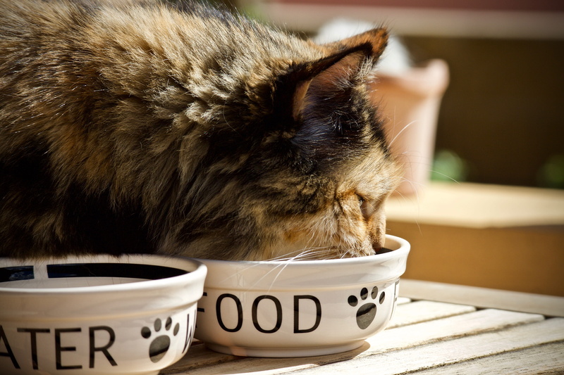 whisker, no people, food for animals, one animal, spotted, feline, mammal, appetite, hair, domestic, soft, pet, coffee cup, cat, vertebrate, tenderness