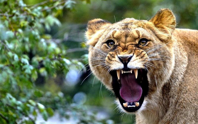 teeth, 1080P, tongue, queen, mouth, lioness, predator, lion, rules, animals