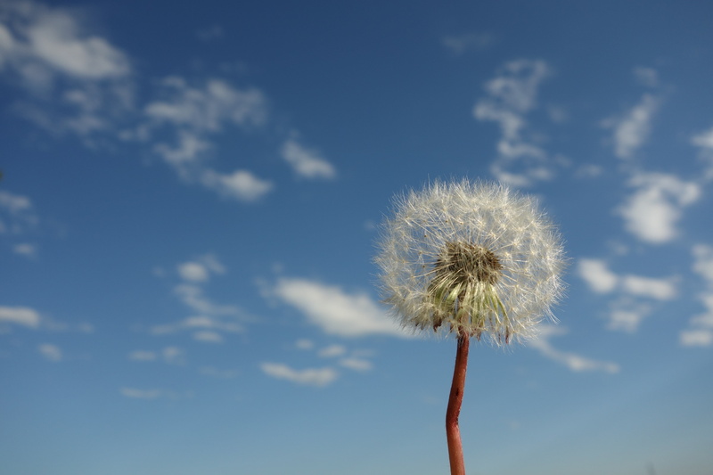sky, faded, plant stem, seasons, clouds, flowering plant, fluffy, yellow, flower, dandelion seed, blossom, plant, white, close-up, winter, flower head