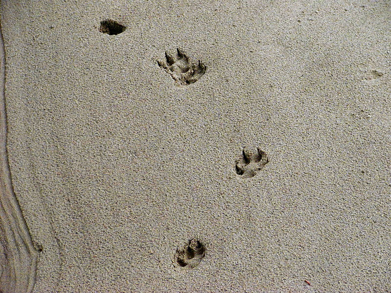 outline, 720P, backgrounds, pattern, trace, track, wildlife, animal track, toe, Animal, outdoor, full frame, close-up, textured, land, veterinary, imprint