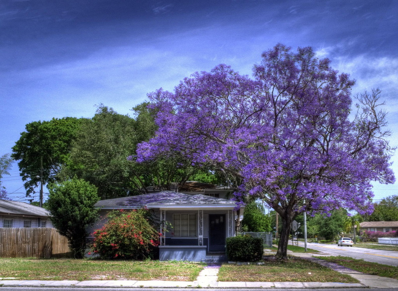 blue, road, house, street, crowded, jacaranda tree, feeling, lavender, 1080P, nice, beautiful, flowers, trees, purple, grass, tree, animals