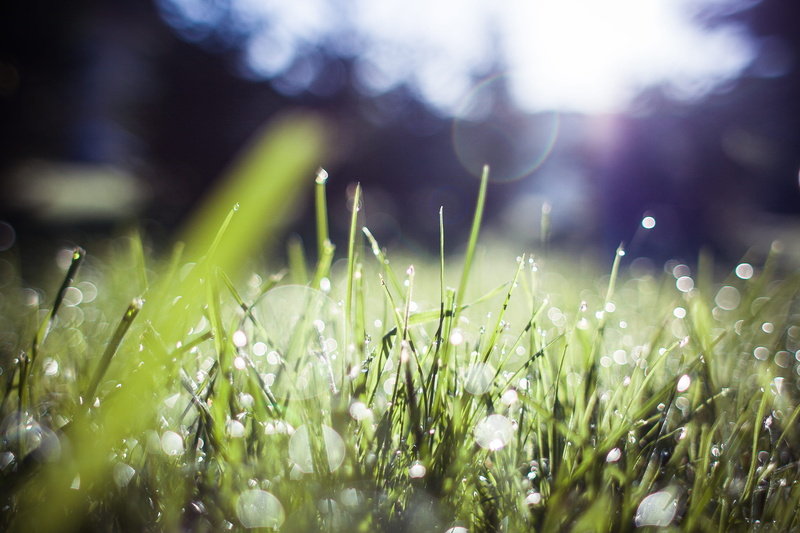 abstract, selective Focus, land, defocused, springtime, raindrop, blade of grass, Feelings, macro, tranquility, field, Grass Blue, wet, day, summer, dew
