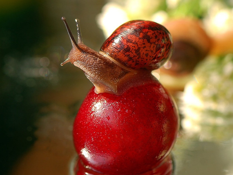 hd, Snail, art, animals, beautiful, Cool, 480P, picture