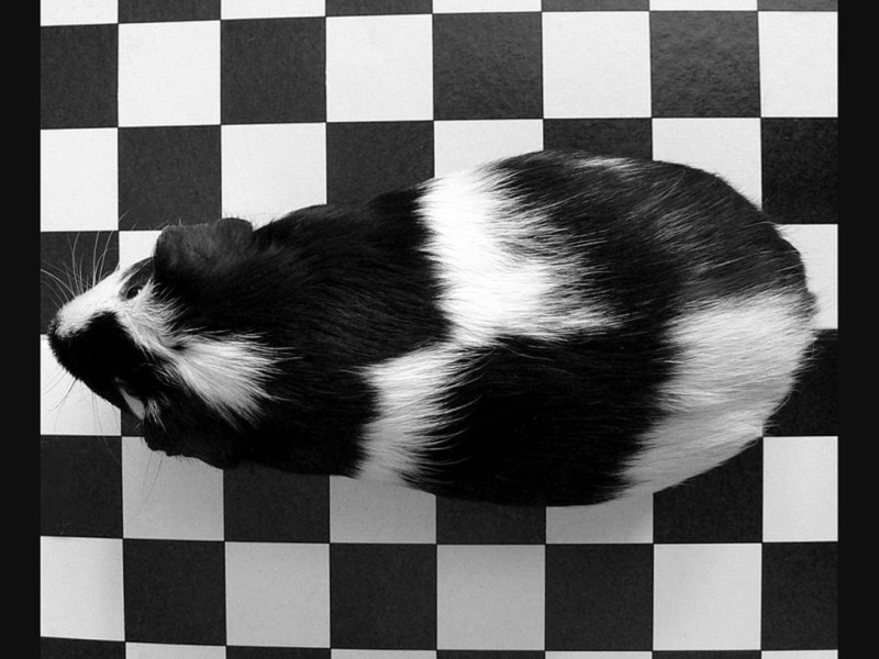 animals, Prints, art, hd, Checkers, picture, 480P, Cool