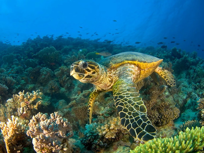 animals, art, 480P, hd, picture, sea, Turtle, Cool