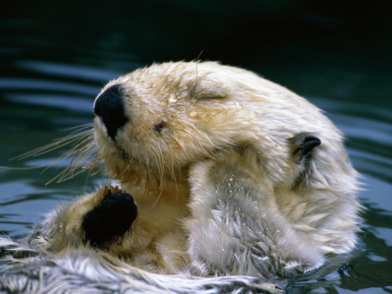 animal, 480P, picture, hd, cute, animals, Cool, art