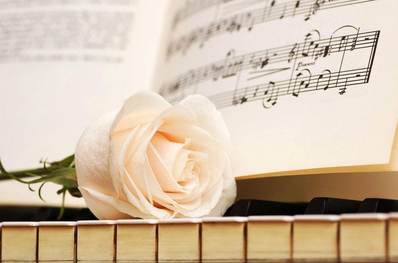 classical Music, fragility, musical Instrument, white color, rose - Flower, white, 4K, flowering plant, musical Note, sheet Music, close-up, freshness