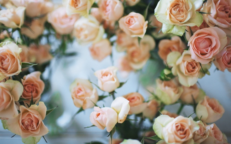 Flowers, white, pik, Pink, Rose, 1080P