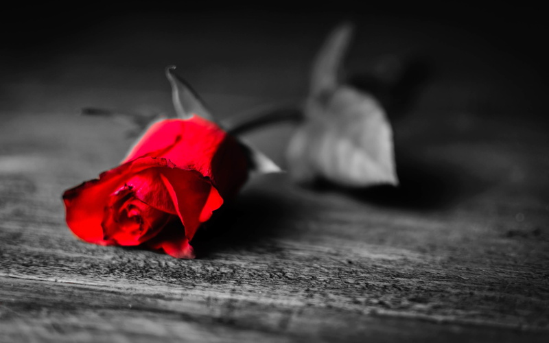 Black, White, Rose, 2K, Red, Flower