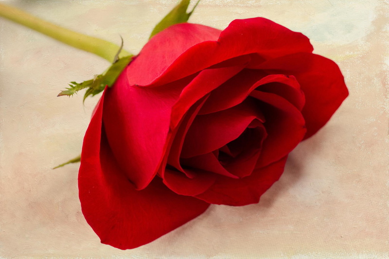 like, red, 1080P, love, flower, nature and landscapes, texture, rose, single