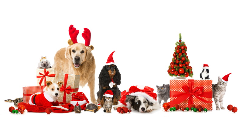 decoration, gift, turtle, color, snake, christmas, dog, canine, animal, dogs, balls, gifts, mammal, New year, christmas tree, studio shot, christmas ornament