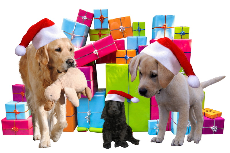 gifts, christmas time, young animal, wearing, domestic animals, vertebrate, cap, cute, christmas, give, 2K, santa, canine, golden, christmas celebration