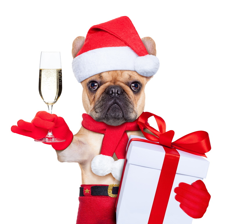 gift, card, 1080P, puppy, dog, glass, christmas, red, funny, santa, new year, hat, craciun, animal, :-)