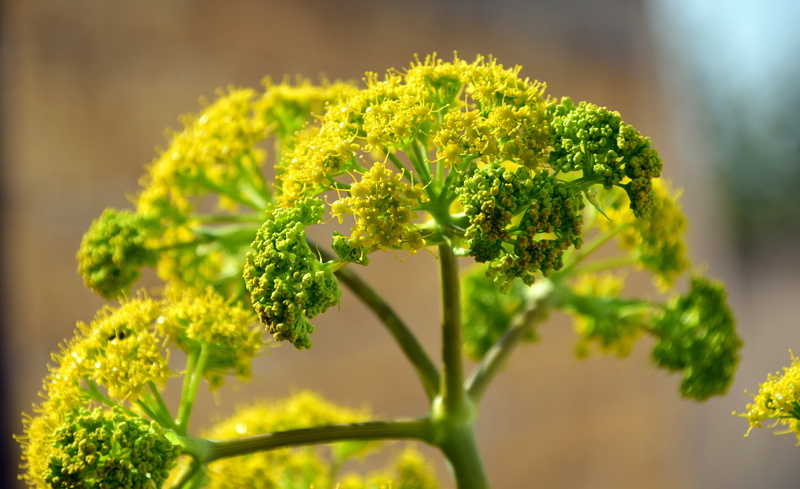 shallow, spring, healthy, growth, focus on foreground, broccoli, fresh spice, leaf, vegetable, close-up, food, tasty, indoors, flower, close, focus, yellow