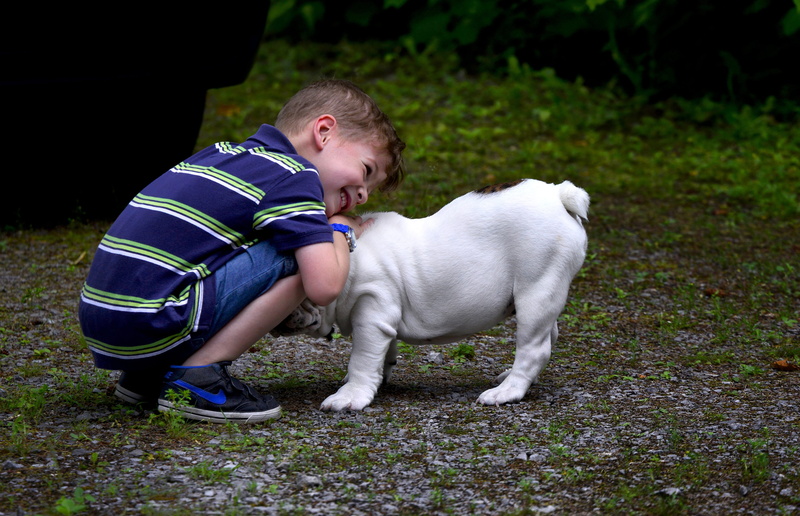 grass, doggie, casual clothing, puppy, lifestyles, outdoors, full length, pets, animal, childhood, innocence, nature, cheerful, caucasian Ethnicity, care