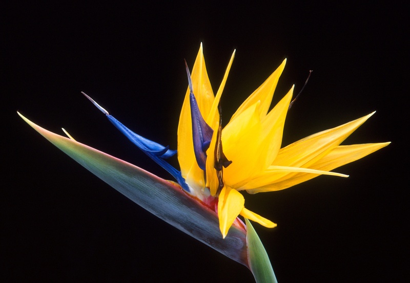 close-up, vulnerability, 2K, strelitzia orchids, no people, caudata, bloom, exotic, beauty in nature, black background, photography, flowering plant, fragility