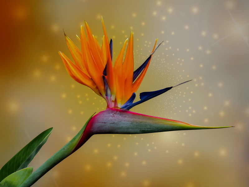 vulnerability, give, day, petal, close-up, nature, fragility, orange color, bird of paradise flower, floristry, strelitzia orchids, orange, garden, bird of paradise - plant