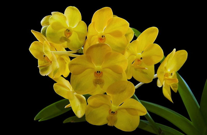fragility, orchid, petal, exotic, close-up, growth, flower Head, 1080P, flower, decoration, black background, botany, green Color, inflorescence, focus on foreground