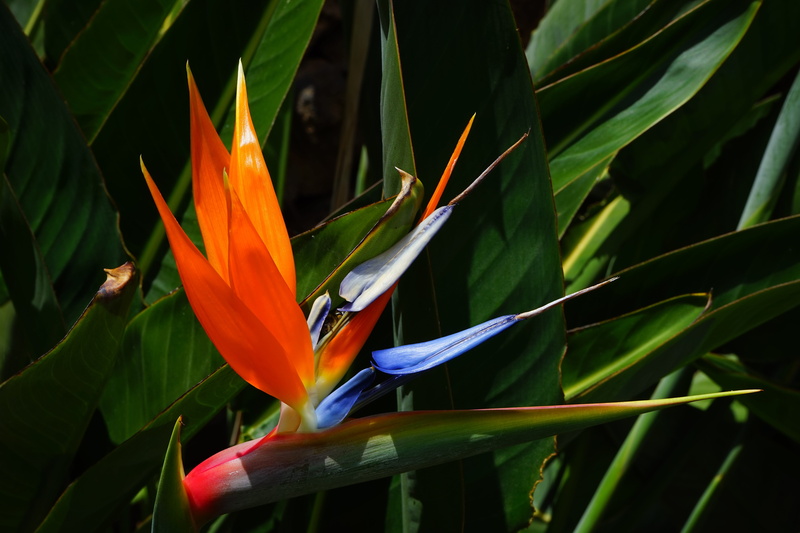tenerife, caudata, birds, green color, bloom, plant part, photo, vulnerability, strelitzia, yellow, nature, close-up, queen caudata, ornamental plant, king caudata
