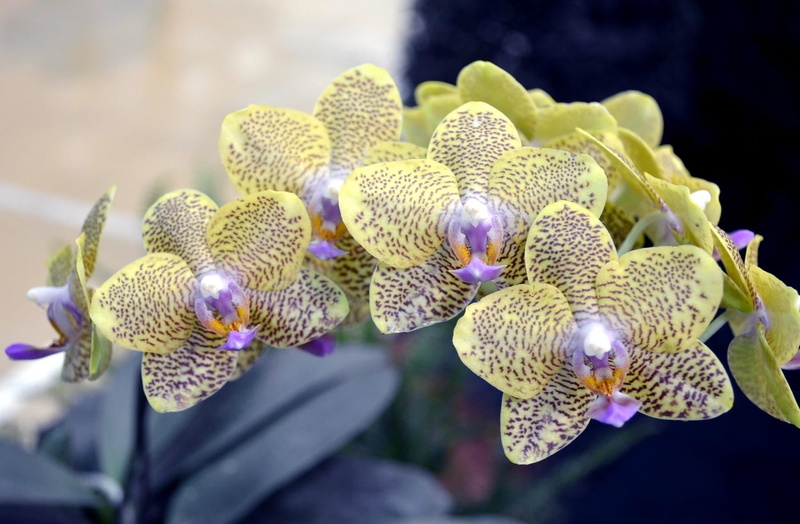 outdoors, plant, 720P, close-up, macro, orchid, day, freshness, tropical Flower, flower, focus on foreground, vulnerability, branch, yellow, single Flower