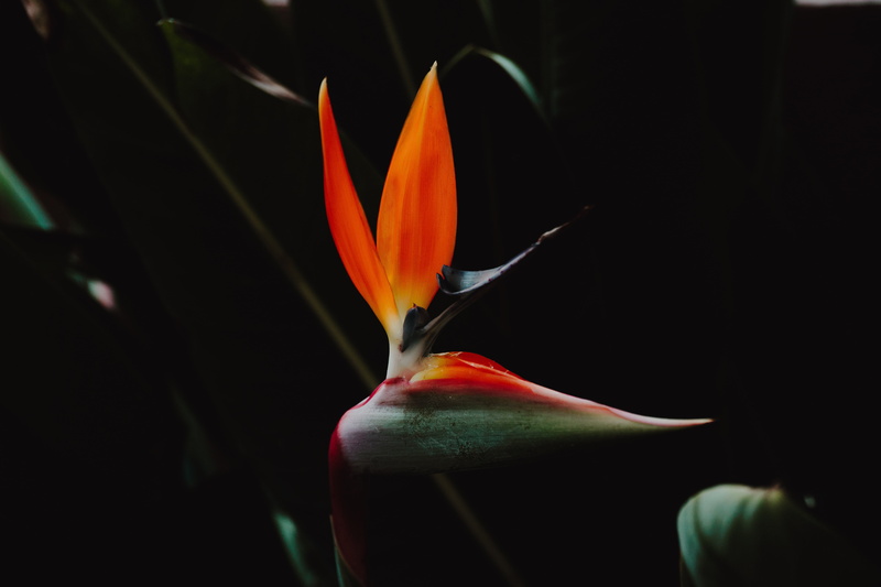outdoors, plant, orange, flowering plant, focus on foreground, orange color, growth, bird, inflorescence, bird of paradise flower, red, paradise, vulnerability