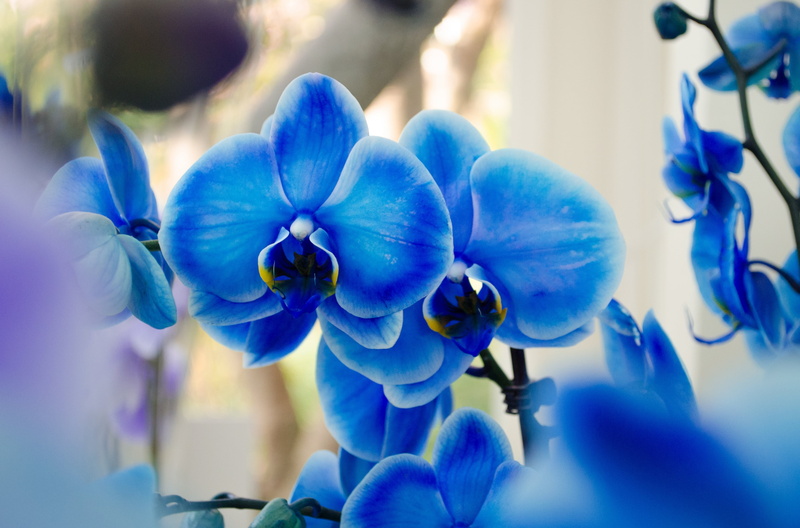 flowering plant, blossom, macro, plant, day, backgrounds, close-up, moth Orchid, no People, purple, freshness, orchids, outdoors, flower Head, vulnerability