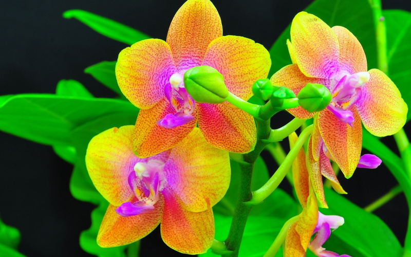 Red, Orchids, Petals, close, 1080P, Flower, Orange