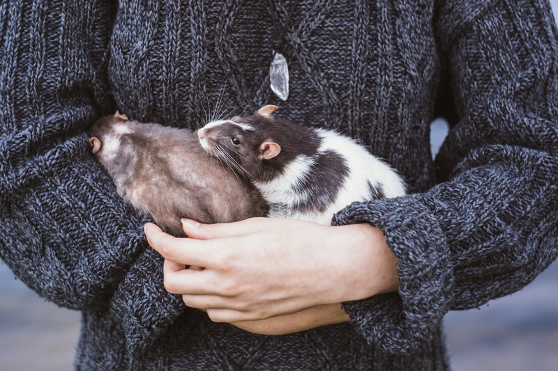 white, hand, brown, white mice, emotion, care, adult, black, two, rabbit - animal, mice, outdoors, human Hand, mammal, nature, warm clothing, domestic