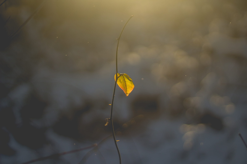water, sunset, vulnerability, plant part, leaf, bokeh, conceptual, alone, concept, dont give up, no people, lake, photo, focus, twig, waterfront, plant stem