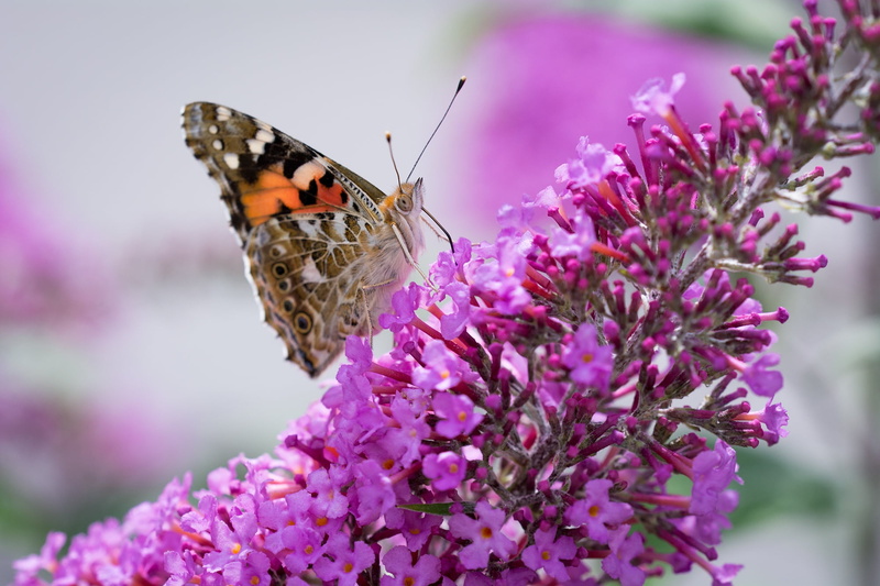 plant, one animal, lavender, freshness, selective, flower, animal themes, garden, wild life, summer lilac, garden plant, flight insect, negative space