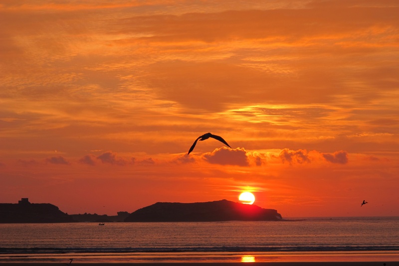 beach, cloud - sky, birds, silhouette, hour, tranquil scene, sky, outdoors, nature, seagull, waterfront, summer, water, 2K, horizon over water, sunset