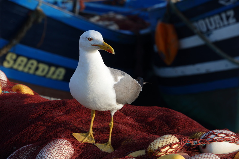essaouira, fishing, boat, nautical vessel, animal, one animal, fish, seagull, harbour, animal wildlife, 5K, close-up, animals in the wild, morocco, white color