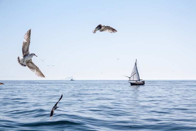 waterfront, sea, clear sky, boat, day, vertebrate, animal, nature, animal themes, sky, no people, seagulls, group of animals, bird, birds, seagull, outdoors