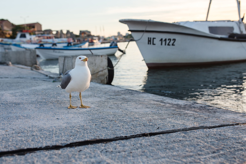 nobody, animal themes, animal wildlife, day, harbor, no person, nautical vessel, bird, bulgaria, animal, no people, ship, animals in the wild, water, 4K