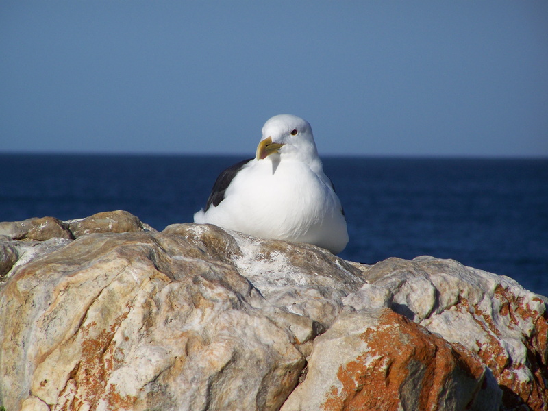 water, perching, horizon, birds, sky, nature, seagulls, no people, seagull, horizon over water, 2K, animal themes, animals, vertebrate, sea, bird, rock - object