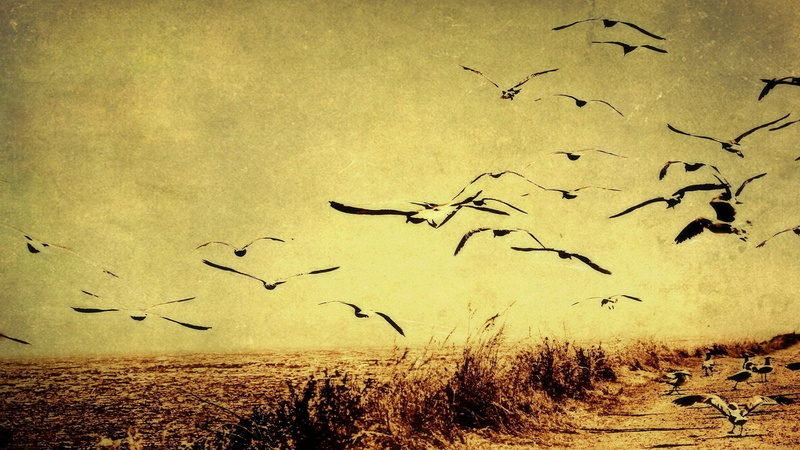 1080P, seagulls, nature, birds