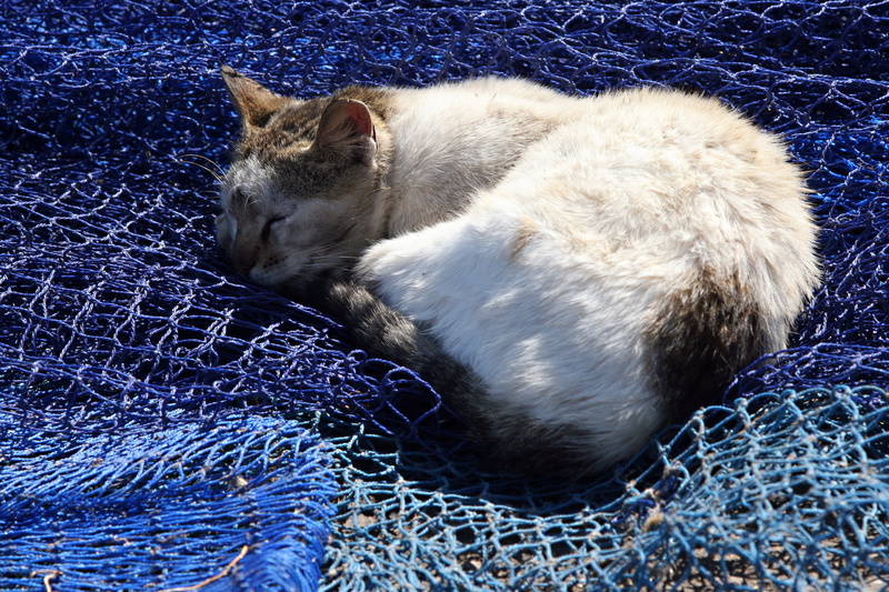 animal themes, cat, fishing net, 2K, domestic, eyes closed, mammal, pets, day, no people, domestic cat, relaxation, sleeping, whisker, lying down, morocco