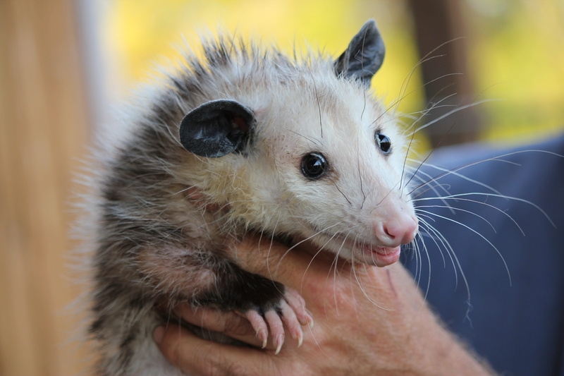 vertebrate, human hand, domestic animals, pets, close-up, macro, brown, animal, opossum, white, mammal, held, holding, 5K, finger, animal wildlife, pet owner
