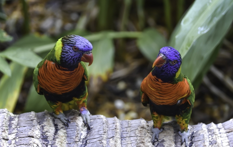 tree, feather, natural, nature, wildlife, Duo, multi Colored, lorikeets, avian, parrot, animals, two, animal, Lorikeet, orange, bird, 5K, colorful, birds